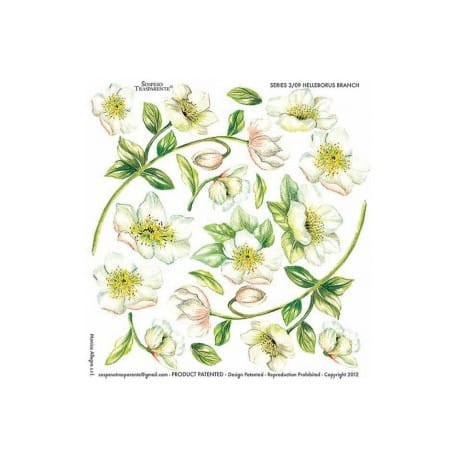 Folia do sospeso nadruk - Helleborus branch